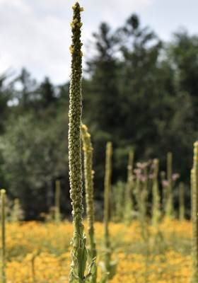Mullein