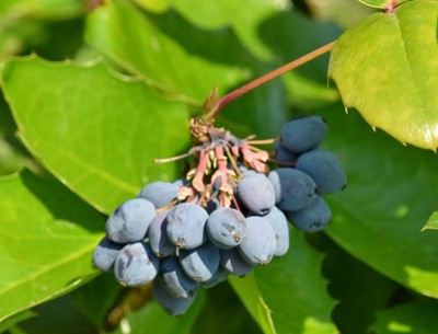 Oregon Grape