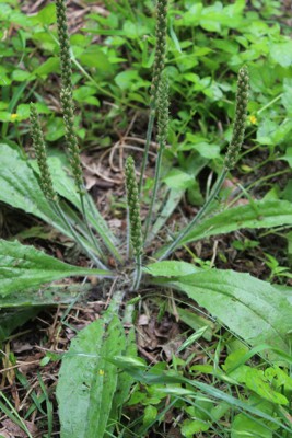 Plantain (Plantago major)