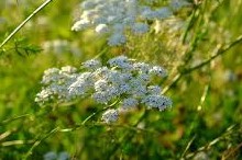 Yarrow (Achillea millefolium)